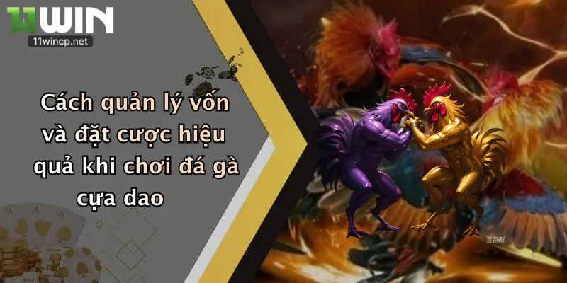 Cách quản lý vốn và đặt cược hiệu quả khi chơi đá gà cựa dao