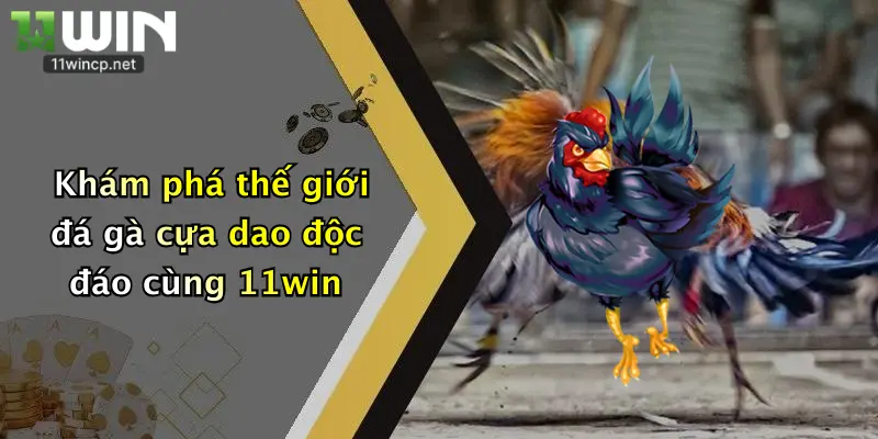 Khám phá thế giới đá gà cựa dao độc đáo cùng 11win